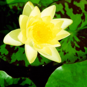 Chromatella Water Lily 4 Litre