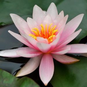 Colosea Pond Lily 4 Litre