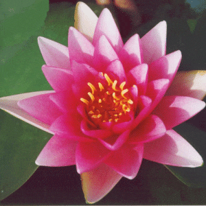 Conqueror Water Lily 4 Litre