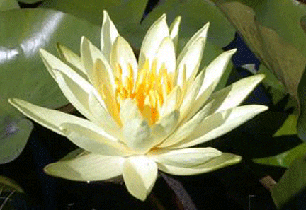 Colonel A.J Welch Water Lily 4 Litre