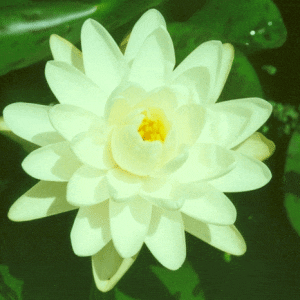 Denver Pond Lily 2 Litre