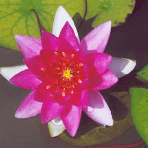 Ellisiana Dwarf Lily 2 Litre