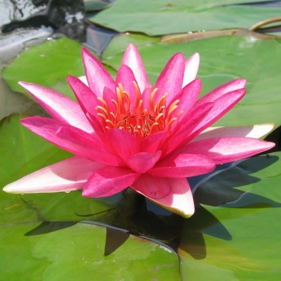 Escarboucle Water Lily 4 Litre
