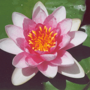 Fabiola Water Lily 4 Litre