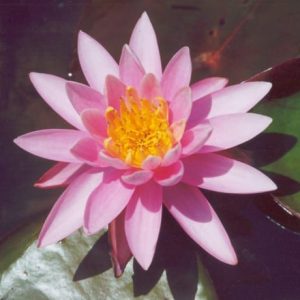 Firecrest Water Lily