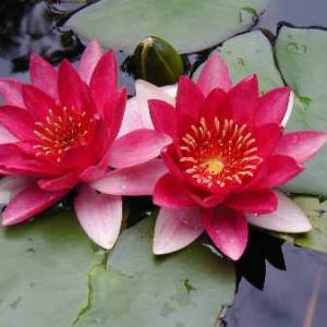 Froebeli Dwarf Lily 2 Litre