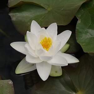 Gladstoniana Water Lily 4 Litre