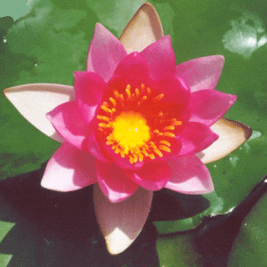 Gloriosa Water Lily 3 Litre