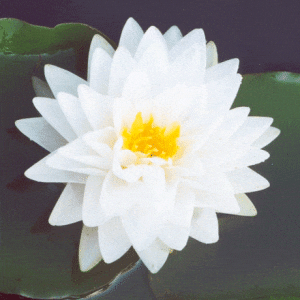 Gonnere Water Lily 3 Litre