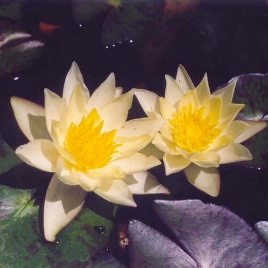 Pygmaea Helvola Dwarf Lily 1 Litre