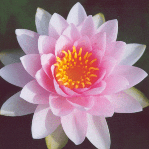 Hollandia Water Darwin Lily 4 Ltr