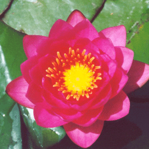 James Brydon Water Lily