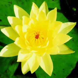 Joey Tomocik Water Lily
