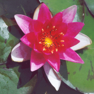 Laydekeri Fulgen pond Lily 2 Litres