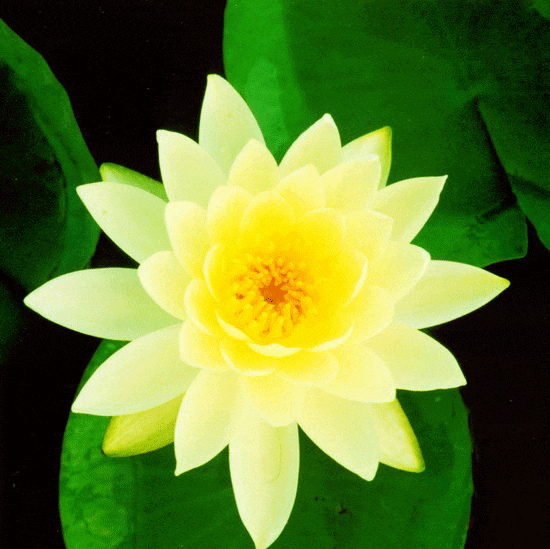Lemon Mist Water Lily 4 Litre