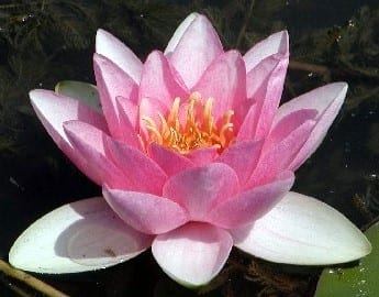 Masaniello Water Lily 4 Litre