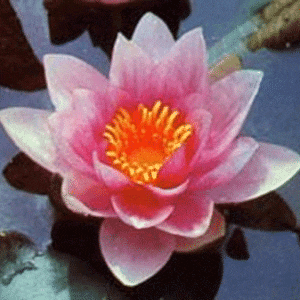 Mrs Richmond Water Lily