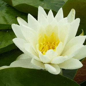 Odorata Alba Water Lily 3 Litre
