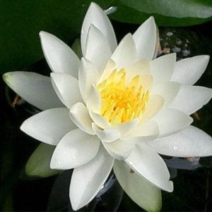 Odorata Minor Dwarf Lily 2 Litre