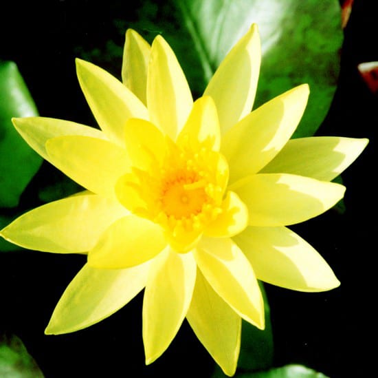 Odorata Sulphurea Water Lily 3 Litre