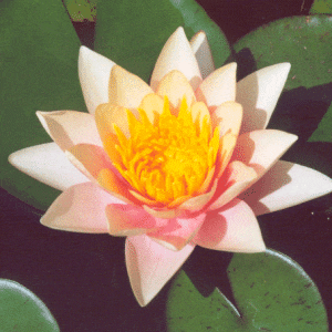 Paul Hariot Water Lily 3 Litre