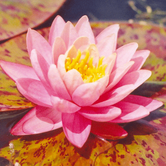 Perrys Orange Sunset Water Lily