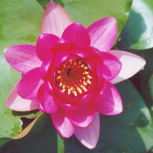 Perrys Red Dwarf Water Lily 3 Litre
