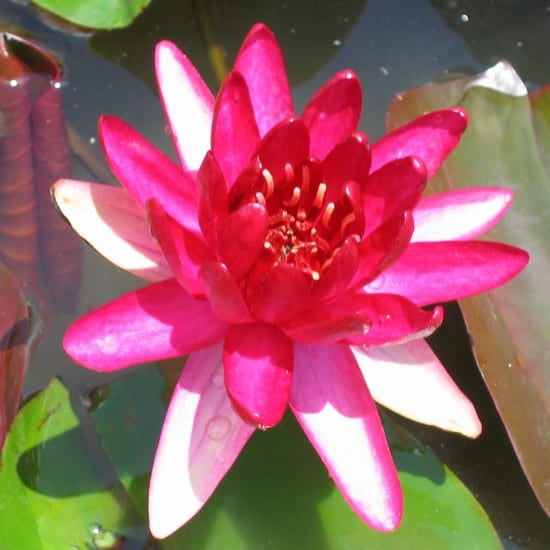 Perrys Red Glow Water Lily