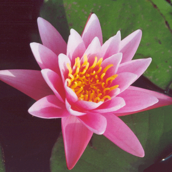 Pink Sensation Water Lily 4 Litre