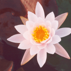 Rose Arey Water Lily 3 Litre
