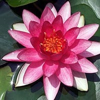 Rembrandt Water Lily 4 Litre