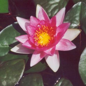 Rene Gerarde Water Lily 4 Litre