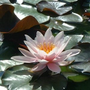 Rosennymphe Water Lily 3 Litre