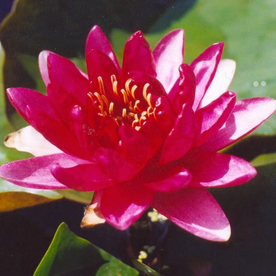 Red Paradise Water Lily 3 Litre