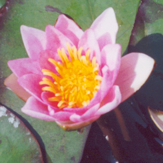 Pygmaea Rubra Dwarf WaterLily 1 Litre