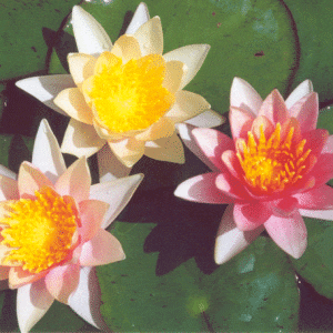 Sioux Water Lily