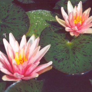 Little Sue Dwarf Lily 2 Litre
