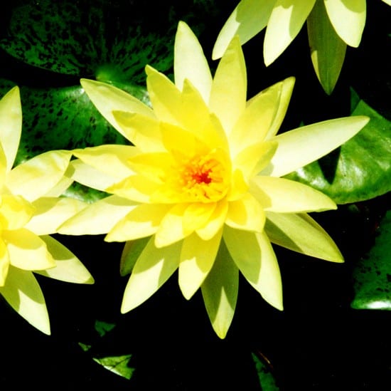 Texas Dawn Water Lily Pond Plant 3 Litre