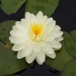 Tuberosa Richardsoni Water Lily 4 Litre