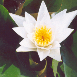 Albatross Water Lily 3 Litre