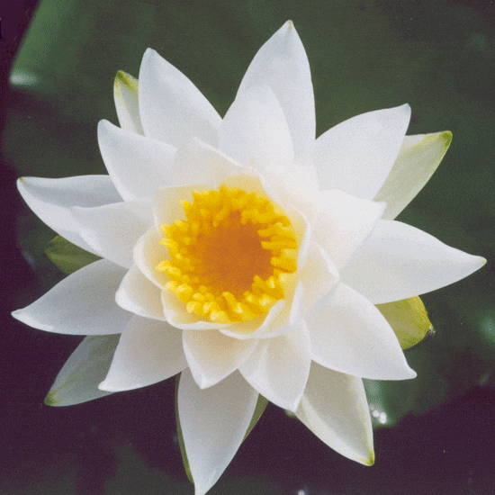 Virginalis Water Lily