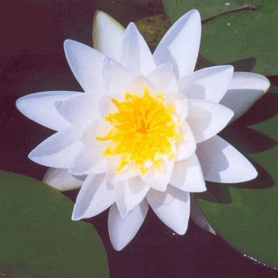 White Sultan Water Lily