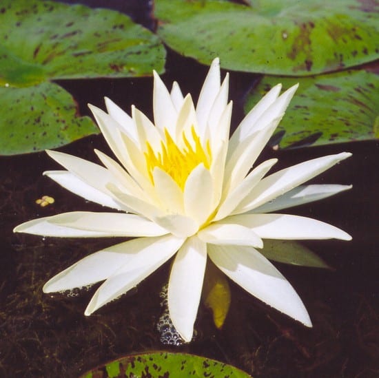 Yellow Queen Water Lily Pond Plant 3 Litre