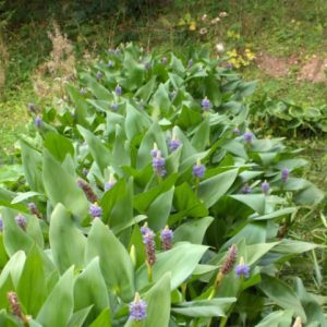 Pontederia Cordata 1 Litre