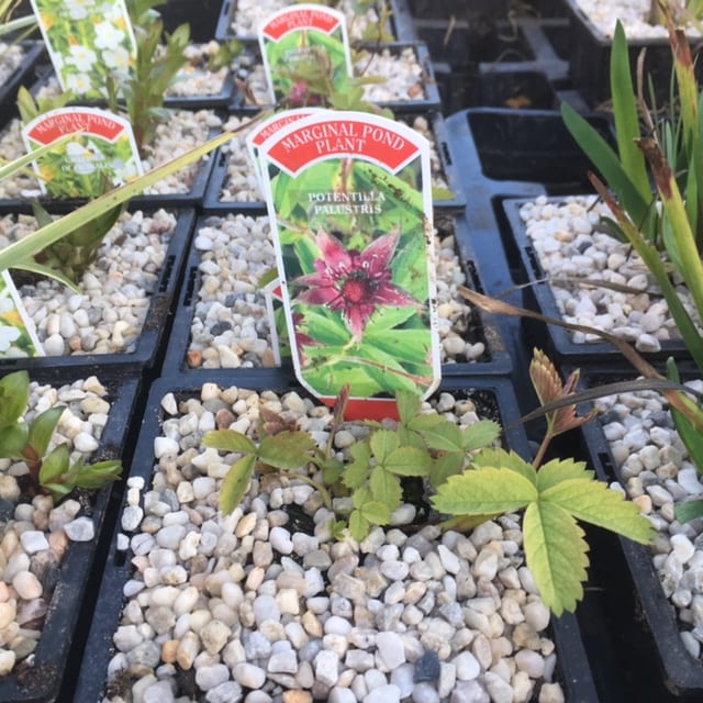 Potentilla palustris - Marsh Cinquefoil