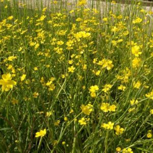 Ranunculus flammula 1 Litre