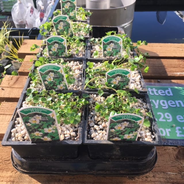 Ranunculus hederacious oxygenator 1 Litre