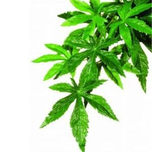 reptileexo terra Abutilon Silk Plant Small