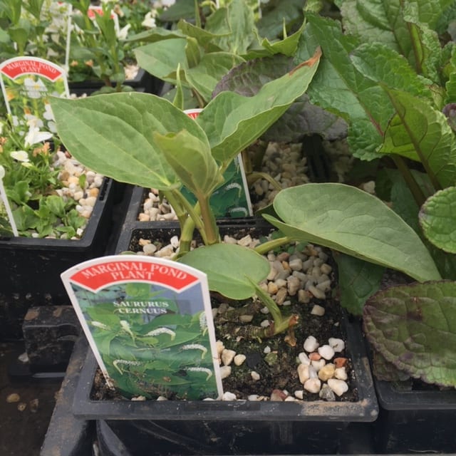 Saururus cernuus 1 Litre