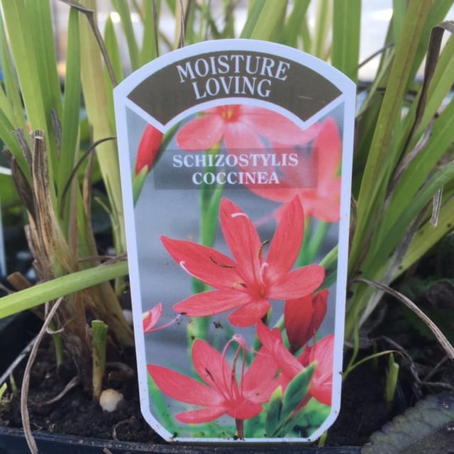 Schizostylis coccinea 1 litre